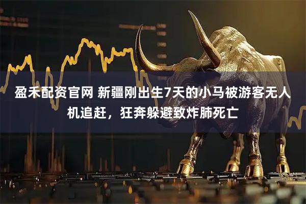 盈禾配资官网 新疆刚出生7天的小马被游客无人机追赶，狂奔躲避致炸肺死亡